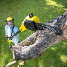 Best Tree Disease Treatment  in Kayak Point, WA